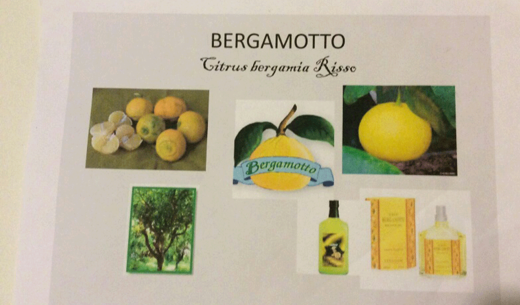 bargamotto