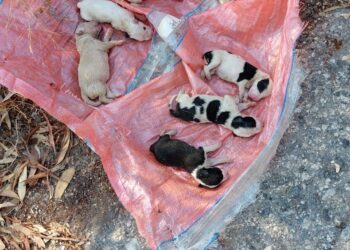 Sei cuccioli sepolti vivi a Caulonia. Crudeltà intollerabile