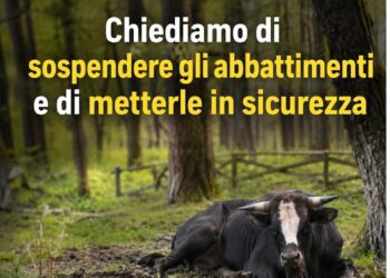 Vacche sacre in Aspromonte, il PAI chiarisce la linea: “Collaborazione con le istituzioni, ma stop alle illegalità. La nostra arma è la denuncia”