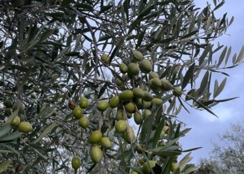 XYLELLA: Coldiretti Calabria, bene risposta della Regione
