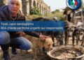 Tivoli, caos randagismo: REA chiede verifiche urgenti sui responsabili 