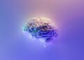 Importante scoperta scientifica: il cervello non è uno solo, ma è composto da due organi distinti