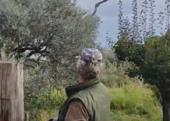 Un falco in difficoltà, un cittadino che non si volta dall’altra parte e il volo della libertà: a Caulonia una storia di cura e rispetto per la natura
