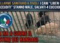 Allarme sanitario e criticità nella gestione del randagismo nel Comune di Tivoli